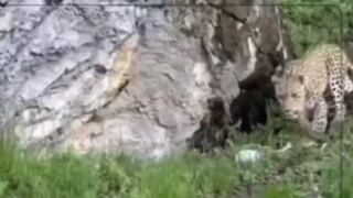 تصاویری زیبا از حیات وحش سوادکوه