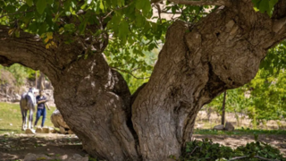 سایهسالاران چهارمحال و بختیاری سایهسالاران چهارمحال و بختیاری