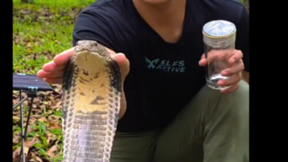 تصاویری جالب از لحظه گرفتن زهر شاه کبرا