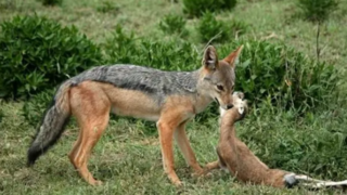 تلاش غزال برای مقابله با شغال بی‌نتیجه ماند