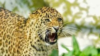  پلنگ برای شکار گربه وارد رستوران شد