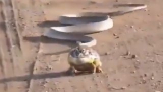 تعقیب و گریز و کبری و وزغ ا لحظه شکار وزغ را ببینید 