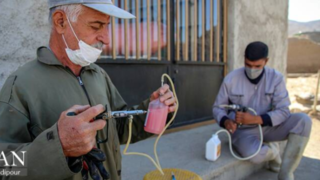 واکسیناسیون دام در روستاهای خراسان شمالی