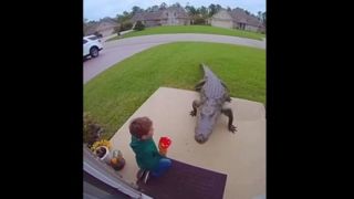 لحظه نفسگیر مواجهه پسربچه با تمساح در خانه!