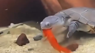 آروارههای قدرتمند این لاکپشت ماهی را تکهتکه میکند آروارههای قدرتمند این لاکپشت ماهی را تکهتکه میکند