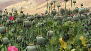 سخنگوی‌ کمیسیون بهداشت: کشت خشخاش در کشور بر قیمت دارو تاثیر گذار است