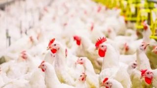 طبل گرانی زیر پای مرغ؛ ساز گرانفروشان کوک شد! طبل گرانی زیر پای مرغ؛ ساز گرانفروشان کوک شد!