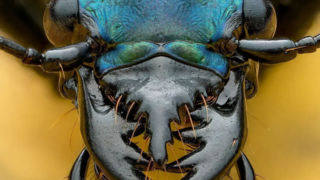 عکس ماکرو از سوسک ببر کوهستانی عکس ماکرو از سوسک ببر کوهستانی