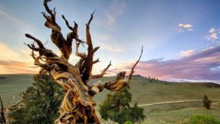 متوشلاح، پیرترین موجود زنده روی کرۀ زمین است که هیچکس مکان دقیق آن را نمیداند! متوشلاح، پیرترین موجود زنده روی کرۀ زمین است که هیچکس مکان دقیق آن را نمیداند!