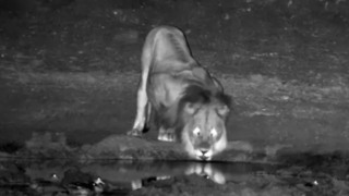 وحشت شیر از پرواز ناگهانی اردک‌ها