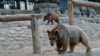 خرس‌های مبتلا به روان‌پریشی، در یکی از باغ‌وحش‌های ایران!