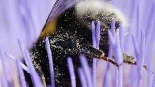 تصاویری بامزه از زنبورهای خسته