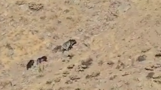 مشاهده یک قلاده خرس مادر و تولههایش در مراغه مشاهده یک قلاده خرس مادر و تولههایش در مراغه