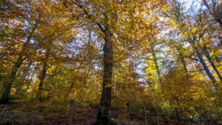 قدیمیترین جنگل جهان در ایران؛ یادگاری از اولین دوره جنگل روی زمین قدیمیترین جنگل جهان در ایران؛ یادگاری از اولین دوره جنگل روی زمین