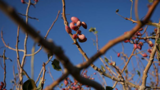 باغ پسته بینالود نیشابور