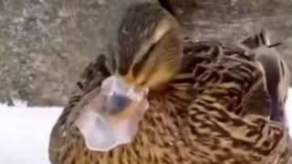 تلاش برای سازگاری با طبیعت خشن؛ اردکی با منقار یخ‌زده