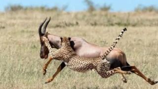 یورش پنج یوزپلنگ به شاخ‌چنگی غافلگیرشده!