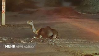 فرماندار سیریک: کشتن شترهای سرگردان در سیریک صحت ندارد