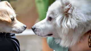 بازار داغ حیوانات خانگی؛ از ۵ تا ۲۰۰ میلیون تومان