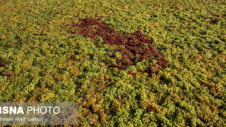 هنر تاکستان؛ چیدن انگور تا شیره و کشمش هنر تاکستان؛ چیدن انگور تا شیره و کشمش