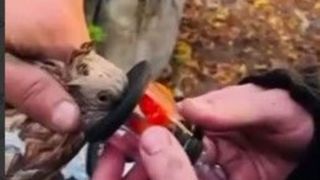 احیای کبوتر توسط ماسک اکسیژن احیای کبوتر توسط ماسک اکسیژن