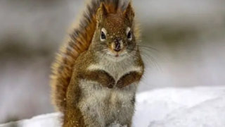 حمله برق‌آسای سنجاب به یک پرنده