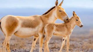 خانواده گورخر ایرانی در پارک ملی کویر