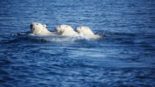 شنای خرس سفید با توله‌هایش 