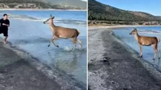 رفتار بامزه گوزن کمیاب با گردشگران در ساحل دریاچه