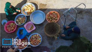 برداشت "انار مشایخ"