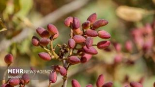 ایران چقدر از پسته جهان را تولید می کند؟ ایران چقدر از پسته جهان را تولید می کند؟