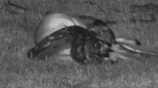 صحنه ای عجیب از پاره شدن شکم مار پیتون پس از بلعیدن ایمپالا صحنه ای عجیب از پاره شدن شکم مار پیتون پس از بلعیدن ایمپالا