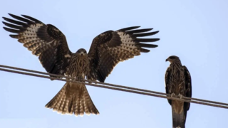 حضور کم‌نظیر کورکورهای سیاه در شیراز