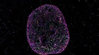 دانشمندان زبان دوم حیات را کشف کردند