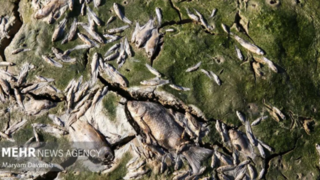 مرگ دسته‌جمعی ماهی‌ها در سد عبدل آباد