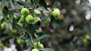 برداشت زیتون از باغات علی آبادکتول برداشت زیتون از باغات علی آبادکتول