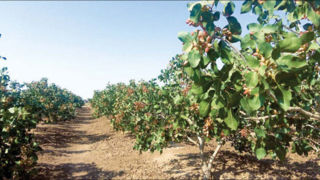 شناسنامهدار کردن باغات، کلید افزایش صادرات محصولات کشاورزی شناسنامهدار کردن باغات، کلید افزایش صادرات محصولات کشاورزی