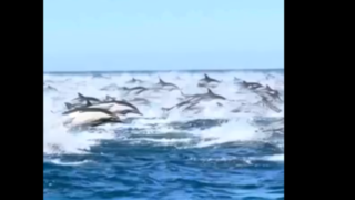 هزاران دلفین در کنار قایق منظرهای تماشایی و نادر را رقم زدند هزاران دلفین در کنار قایق منظرهای تماشایی و نادر را رقم زدند