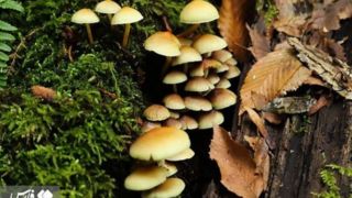 پاییز جنگل‌های هیرکانی