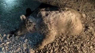 تصادف خرس با پراید در کرمانشاه | وضعیت خودرو و حیوان بعد از تصادف