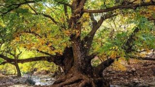 طبیعت پاییزی باغهای گردو کهمان شهرستان سلسله طبیعت پاییزی باغهای گردو کهمان شهرستان سلسله