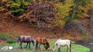 سمفونی رنگ‌های پاییزی در کوهستان چالوس
