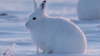 ۲۳ ثانیه با خرگوشهای قطبی ۲۳ ثانیه با خرگوشهای قطبی