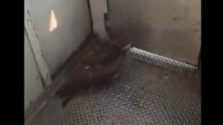 برخورد عقاب با شیشه قطار در حال حرکت برخورد عقاب با شیشه قطار در حال حرکت