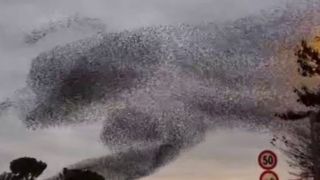 پرواز شگفتانگیز پرندگان در آسمان ایتالیا پرواز شگفتانگیز پرندگان در آسمان ایتالیا