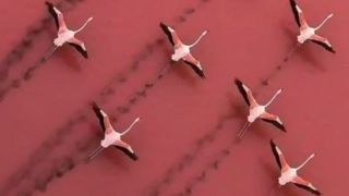 تصاویری دیدنی از پرواز فلامینگوها بر فراز دریاچه مهارلو تصاویری دیدنی از پرواز فلامینگوها بر فراز دریاچه مهارلو