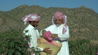 ماجرای خبر «ثبت گل محمدی به‌نام عربستان» چیست؟