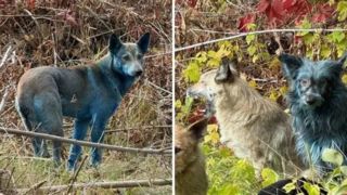 سگهای منطقه ممنوعه چرنوبیل به رنگ آبی روشن درآمدهاند! سگهای منطقه ممنوعه چرنوبیل به رنگ آبی روشن درآمدهاند!