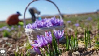 برداشت طلای سرخ در لرستان