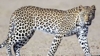 حمله پلنگ به نیروی پلیس در هند حمله پلنگ به نیروی پلیس در هند